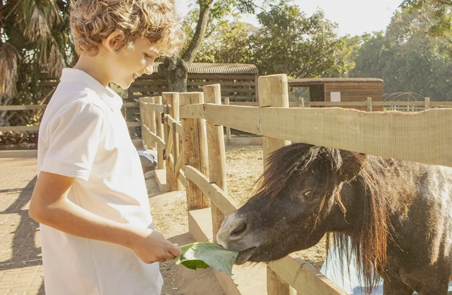 menino alimentando o ponei