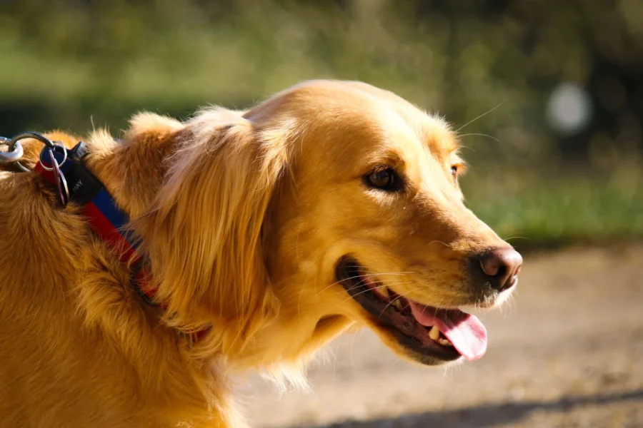 Cansado de hotéis que aceitam cães, mas proíbem a circulação? Descubra como escolher um resort pet friendly no interior de SP.